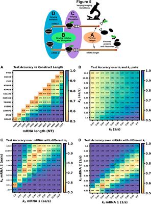 Using mechanistic models and machine learning to design single-color multiplexed nascent chain tracking experiments